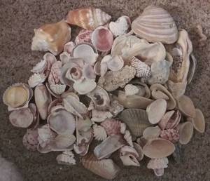lot 2340 image: Large Assortment of Shells