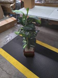 lot 65620 image: ARTIFICIAL PLANT IN WOODEN PLANTER Planter is 10 34 tall x 8 12 W