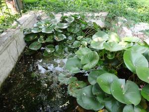 lot 38034 image: Various water plants in pond