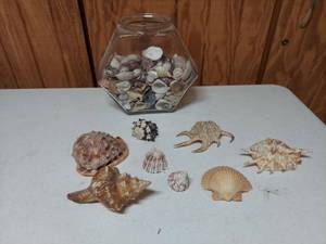 lot 1449 image: jar of shells