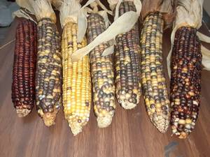 lot 1907 image: Decorative Indian Corn