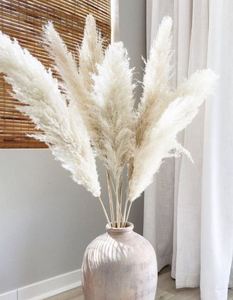 lot 2551 image: Pampas Grass
