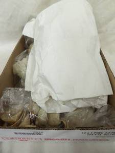 lot 1626 image: Sea Shells
