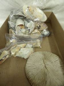 lot 1627 image: Sea Shells