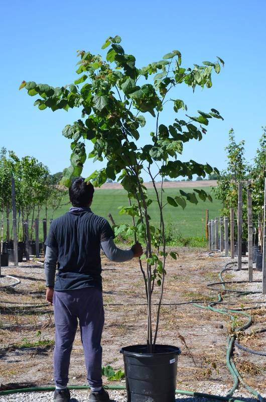 EASTERN CLUMP REDBUD | Timberview Nursery Tree Auction | Equip-Bid