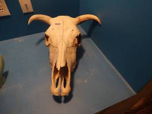 lot 1304 image: Genuine cow skull