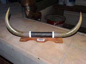 lot 1454 image: Small set of bull horns