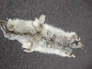lot 1020 image: Coyote hide