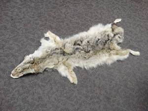 lot 1021 image: Coyote hide