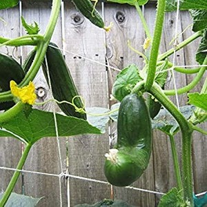 lot 30448 image: HYDGOOHO Plant Trellis Netting 5x30ft Trellis Net Heavy-Duty Polyester Plant Support Vine Climbing Hydroponics withGarden Twine