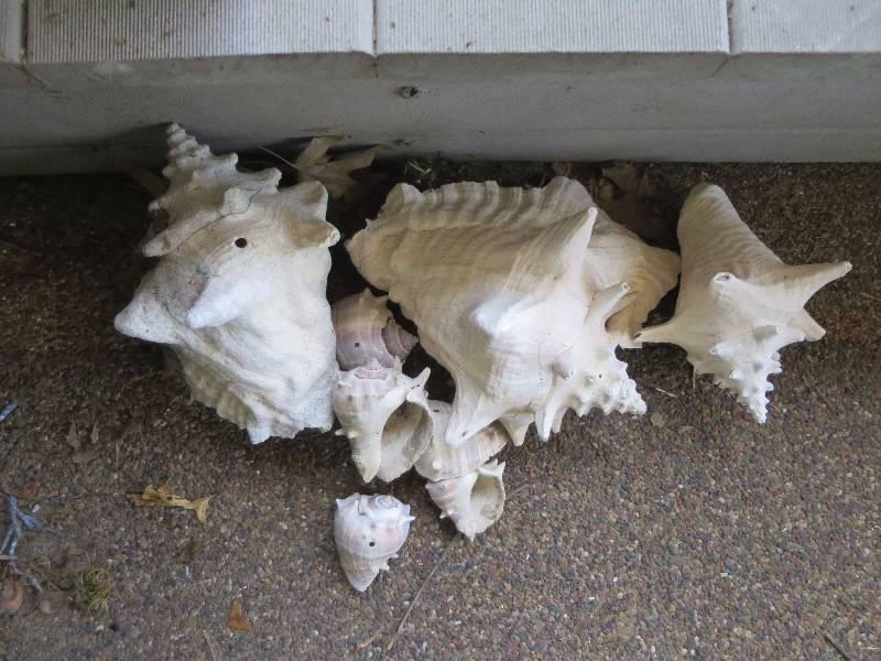 lot 180 image: Lot of Seashells