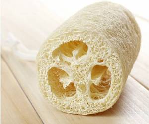 lot 2568 image: Luffa Sponges