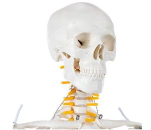 lot 9830 image: Axis Scientific Miniature Human Skeleton Replica With Metal Stand, Stands 31 Inc