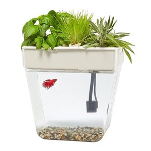 lot 2835 image: Back to the Roots Aquaponic Water Garden Fish Tank Aquarium