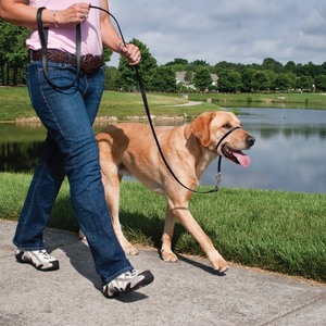 lot 729 image: PetSafe Gentle Leader Headcollar, No-Pull Dog Collar, Large 60-130 Lb., Black