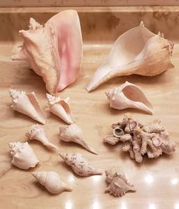 lot 181 image: Seashells and Coral  2 Large Shells