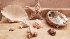 lot 182 image: Seashells, Starfish and Coral  2 Large Shells