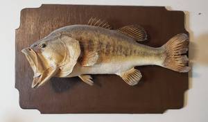 lot 414 image: Large Mouth Bass Taxidermy Mount  27 x 8 x 17 in. tall