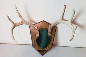 lot 451 image: Deer Antler Mount 17 in W