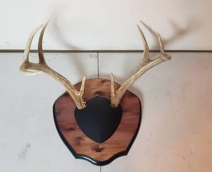 lot 452 image: Deer Antler Mount 16 in W