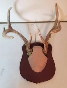 lot 453 image: Deer Antler Mount 13in W