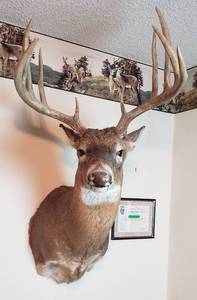 lot 454 image: Trophy Deer Shoulder Mount - 23Wx31Dx40T, with Certificate
