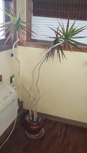 lot 501 image: Live plant in Ceramic pot - over 5 ft tall