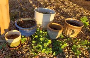 lot 1006 image: 5 Ceramic Planters  Various Sizes  one is chipping away