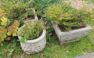 lot 1017 image: 3 Concrete Planters w Plants