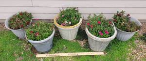 lot 1019 image: 5 Large Potted Plants 3 Foam  2 Plastic Pots