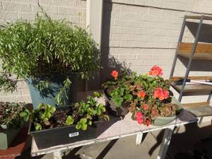 lot 1857 image: Lot of assorted live plants