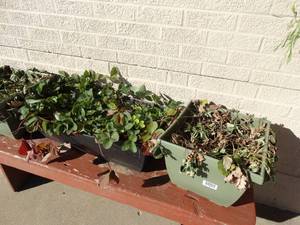 lot 1858 image: Lot of live strawberry plants