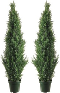 lot 7059 image: 2 Foot Cedar Bush IndoorOutdoor (Set Of 2)