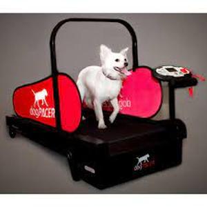 lot 4078 image: DogPacer Minipacer Dog Treadmill