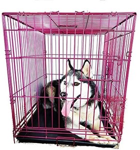lot 3171 image: PET Expressions Luxury Colorful 36 Inch Foldable Dog Crate with 2 Doors