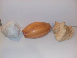lot 557 image: 3 Large Shells