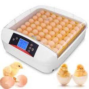 lot 4514 image: Egg Incubator