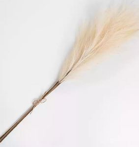 lot 2049 image: Pampas Grass