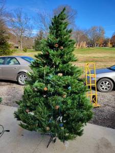 lot 5162 image: 7 and a 12 ft mixed pine Christmas tree