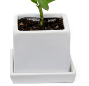 lot 35475 image: CHIVE WHITE CUBE AND SAUCER
