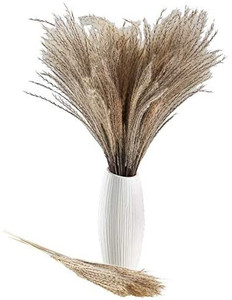 lot 2797 image: Dried Pampas Grass Reed Grass Plume Natural Artificial Pampas Grass Dried Flower Phragmites Communis for Wedding Photographing Arrangement Home