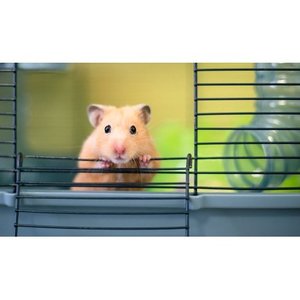 lot 5713 image: Small Animal Checklist for Beginners