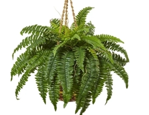 lot 63391 image: NEARLY NATURAL BOSTON FERN 33IN HIGH