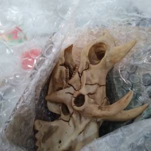 lot 11848 image: TFWADMX BEARDED DRAGON TANK ACCESSORIES