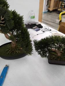 lot 34346 image: decorative plants