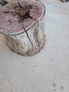 lot 3015 image: Large Tree stump