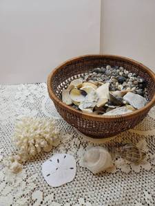 lot 234 image: SeaShells