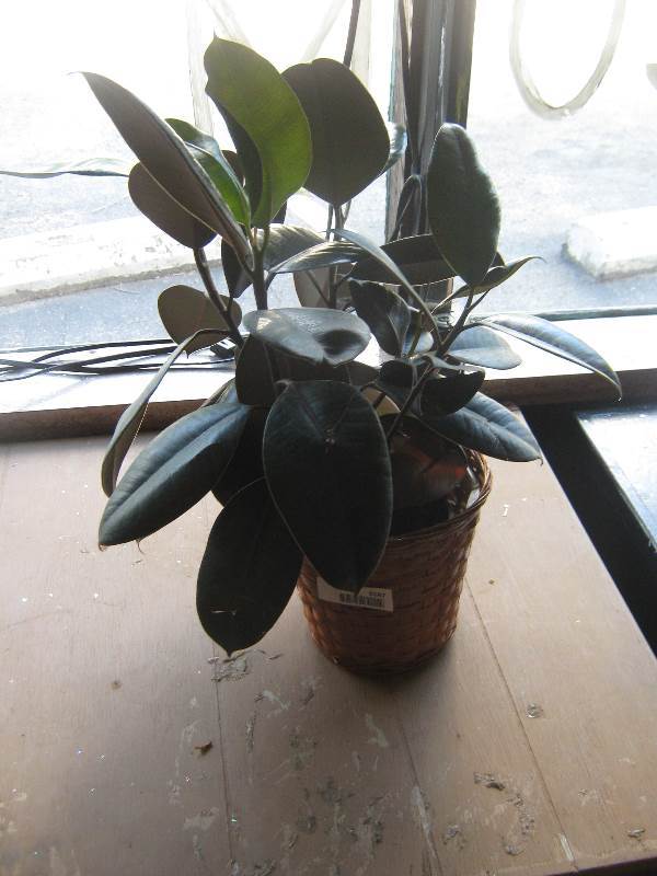 Small llve Rubber Tree Plant 23", 1 gallon pot GLADSTONE