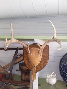 lot 20510 image: Pair of Mounted Antlers