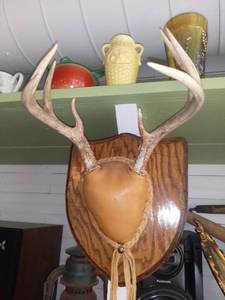 lot 20511 image: Pair of Mounted Antlers